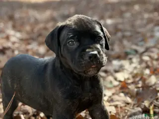Cane Corso dogs Apollo - Ad 20