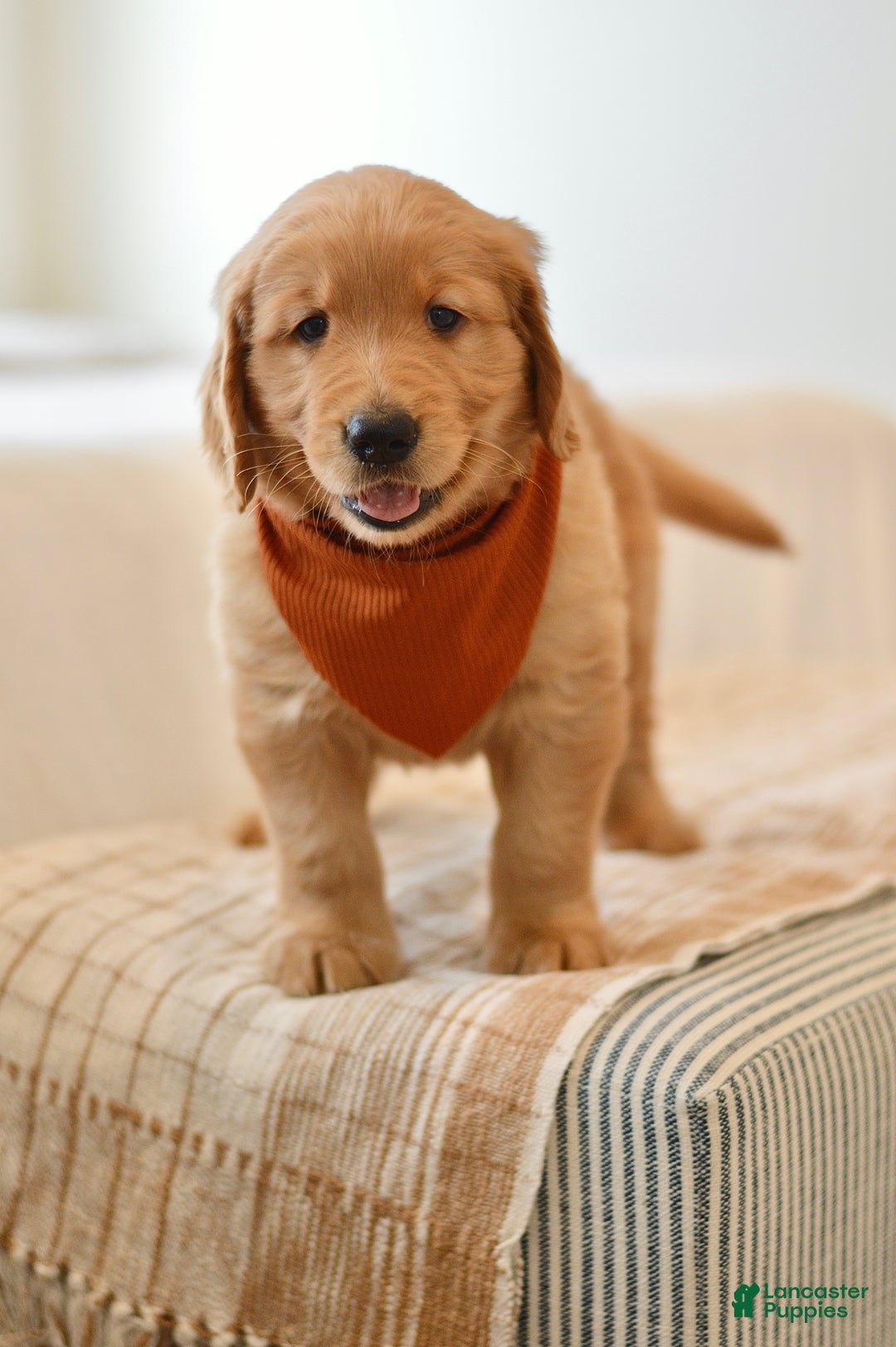 Golden Retriever dogs for sale: Curly - Ad 4