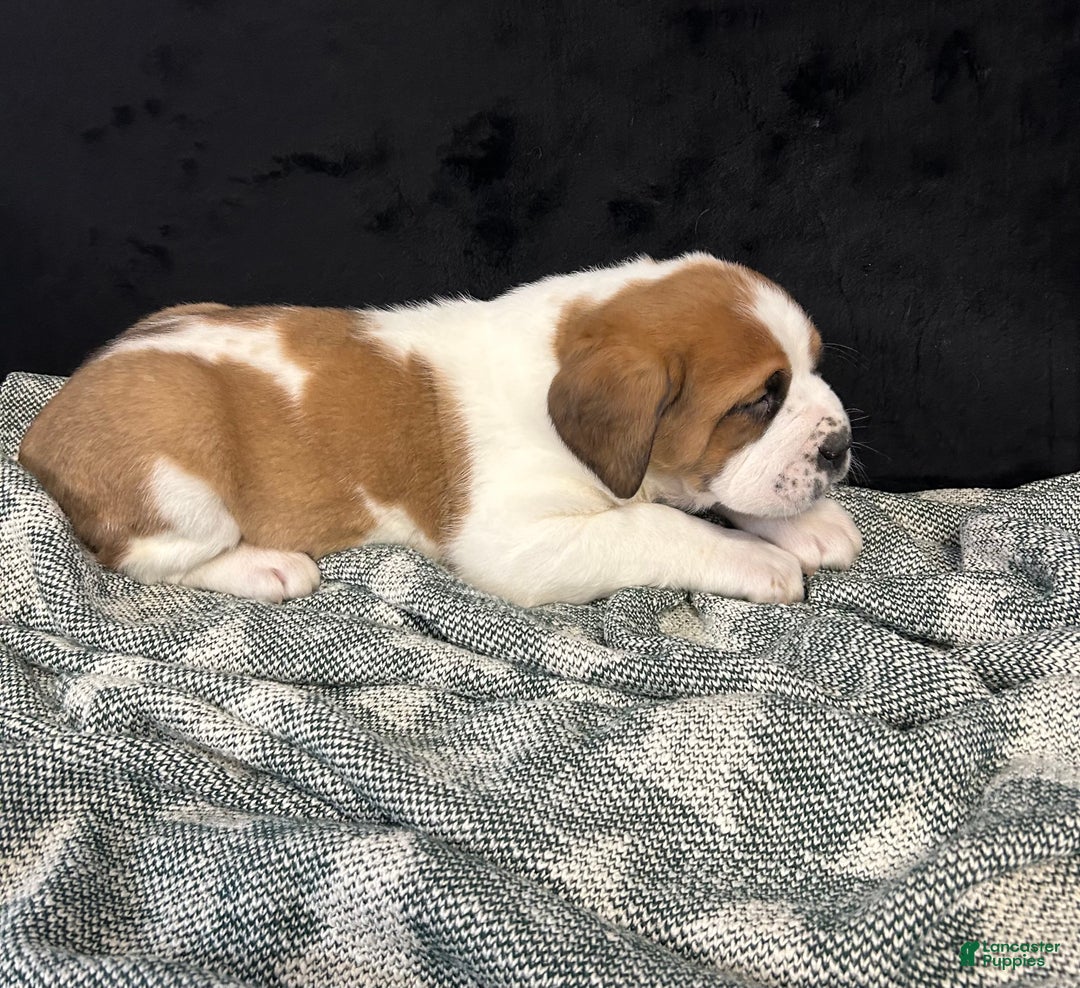 Saint Bernard dogs for sale: Randy - Ad 6