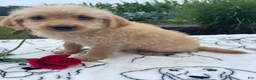 Labradoodle dogs for sale: Prince - Ad 4