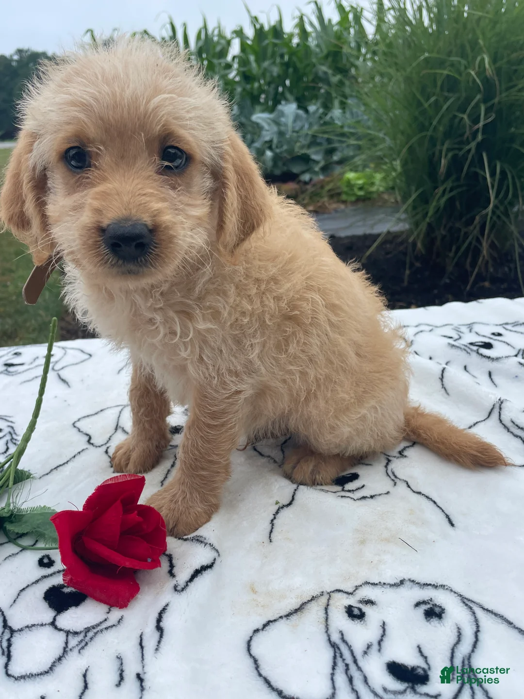 Labradoodle dogs for sale: Prince - Ad 4