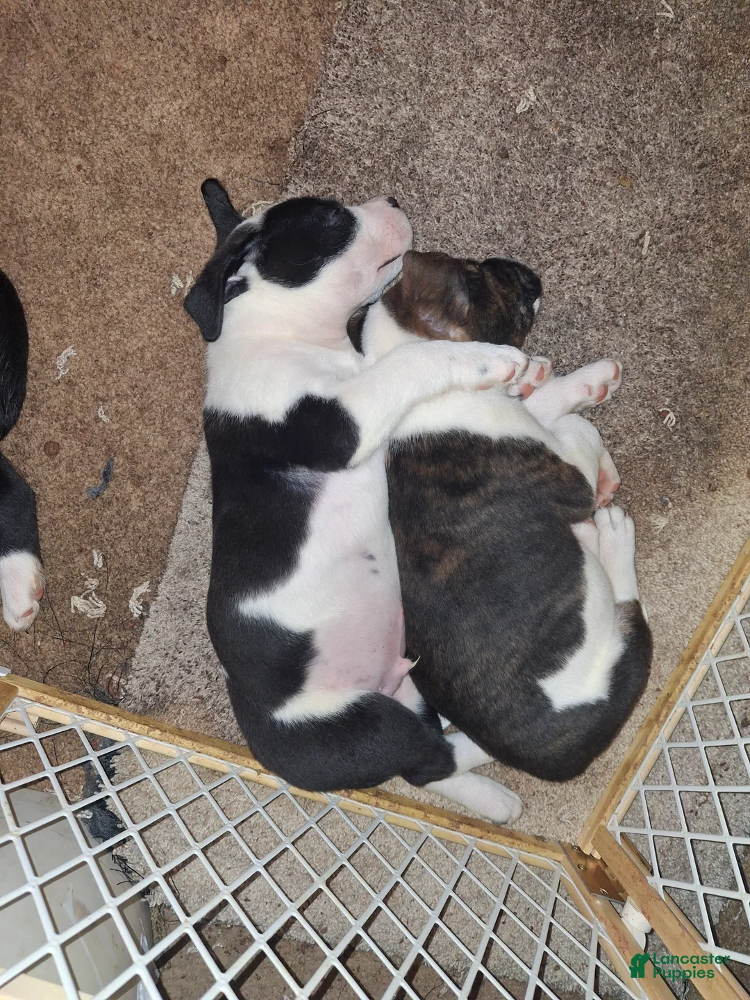 Mixed Breed dogs for sale: Mixed Breed Puppy 2 Mr Valentine  - Ad 2