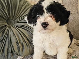 Mini Aussiedoodle dogs - Ad 8