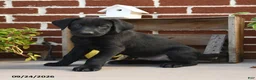 Labrador Retriever dogs for sale: Cookie - Ad 3