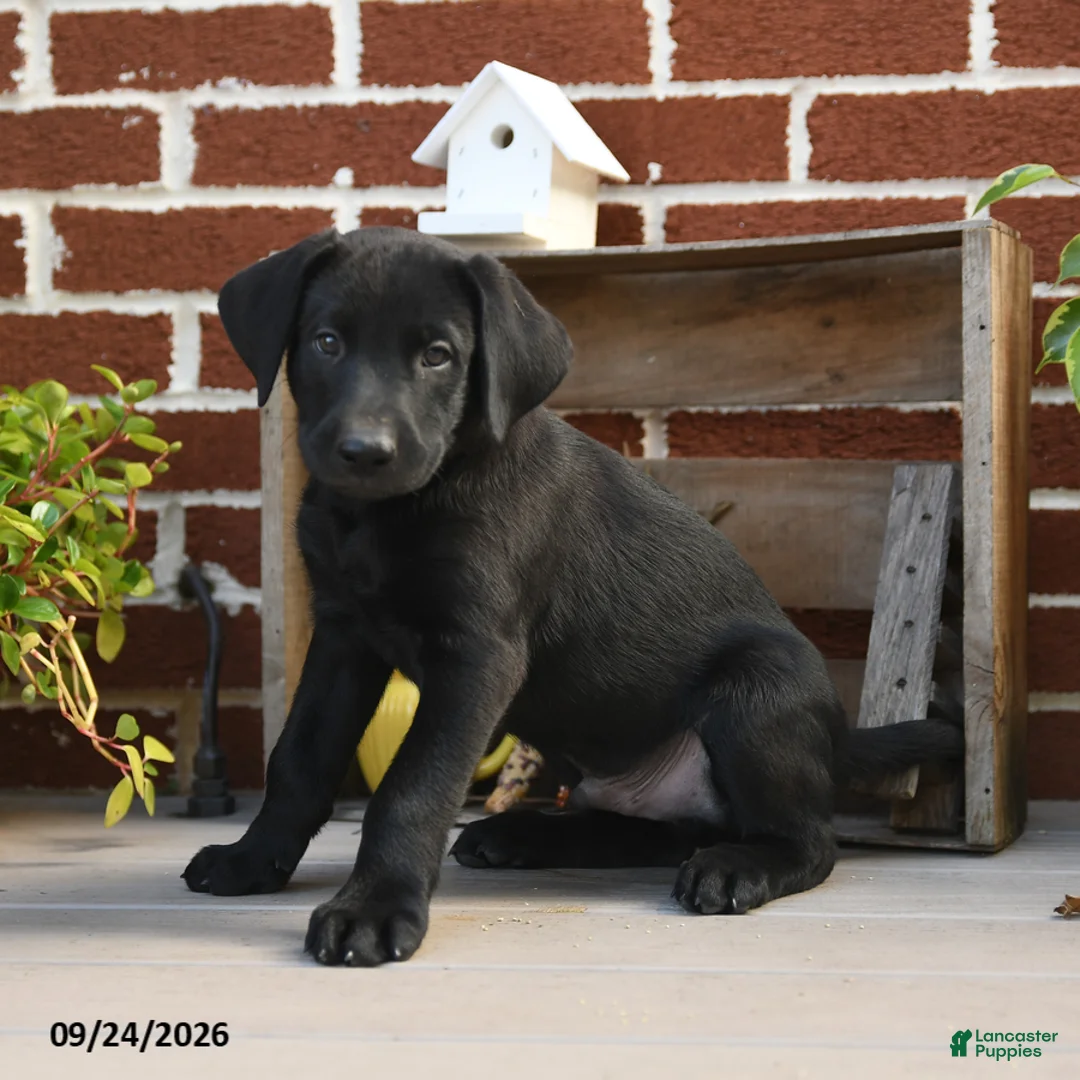 Labrador Retriever dogs for sale: Cookie - Ad 3
