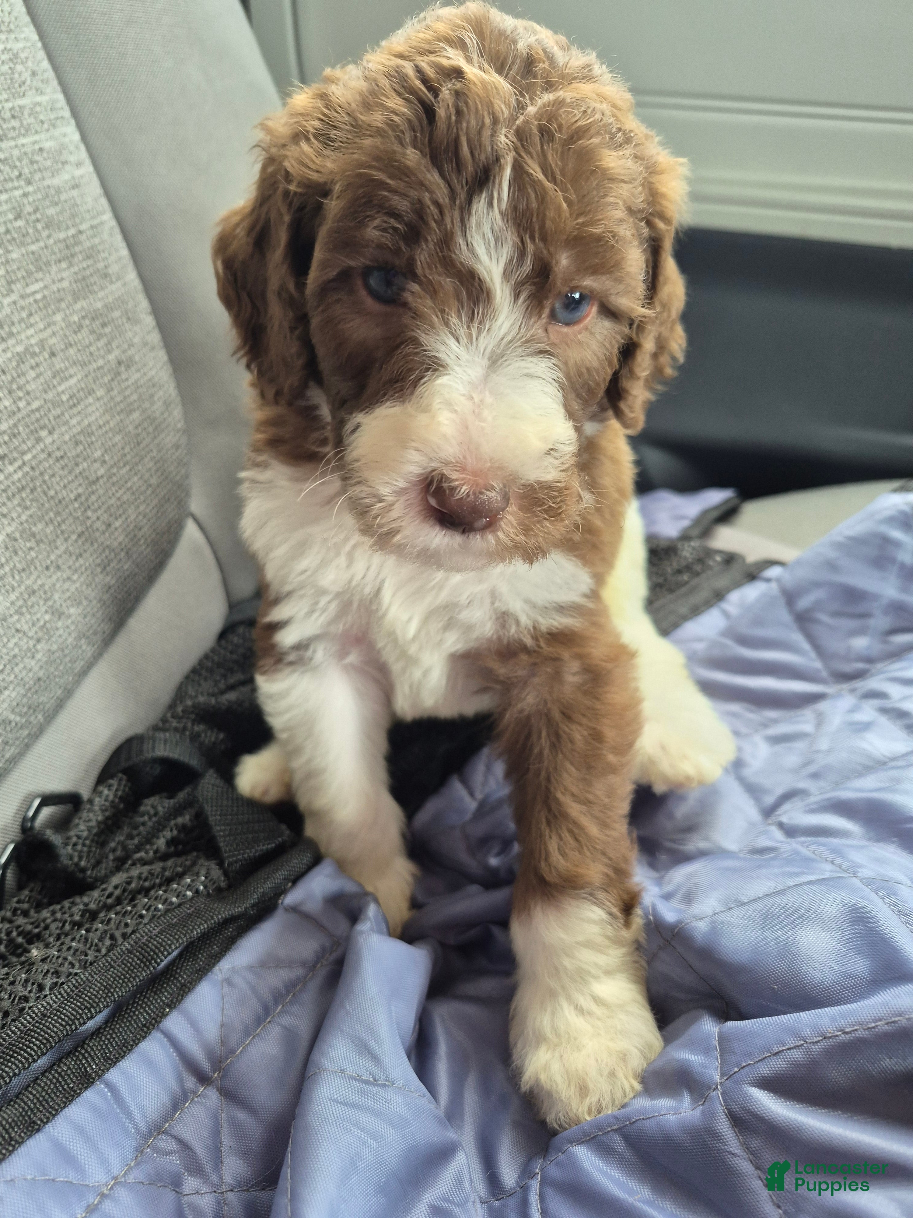 Labradoodle dogs Garbanzo - Ad 14