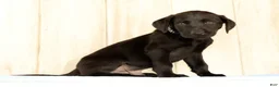 Labrador Retriever dogs for sale: Boomer - Ad 4