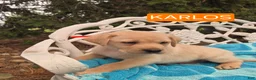 Labrador Retriever dogs for sale: Foxy - Ad 20