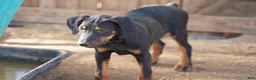 Doberman Pinscher dogs for sale: Milhouse - Ad 6