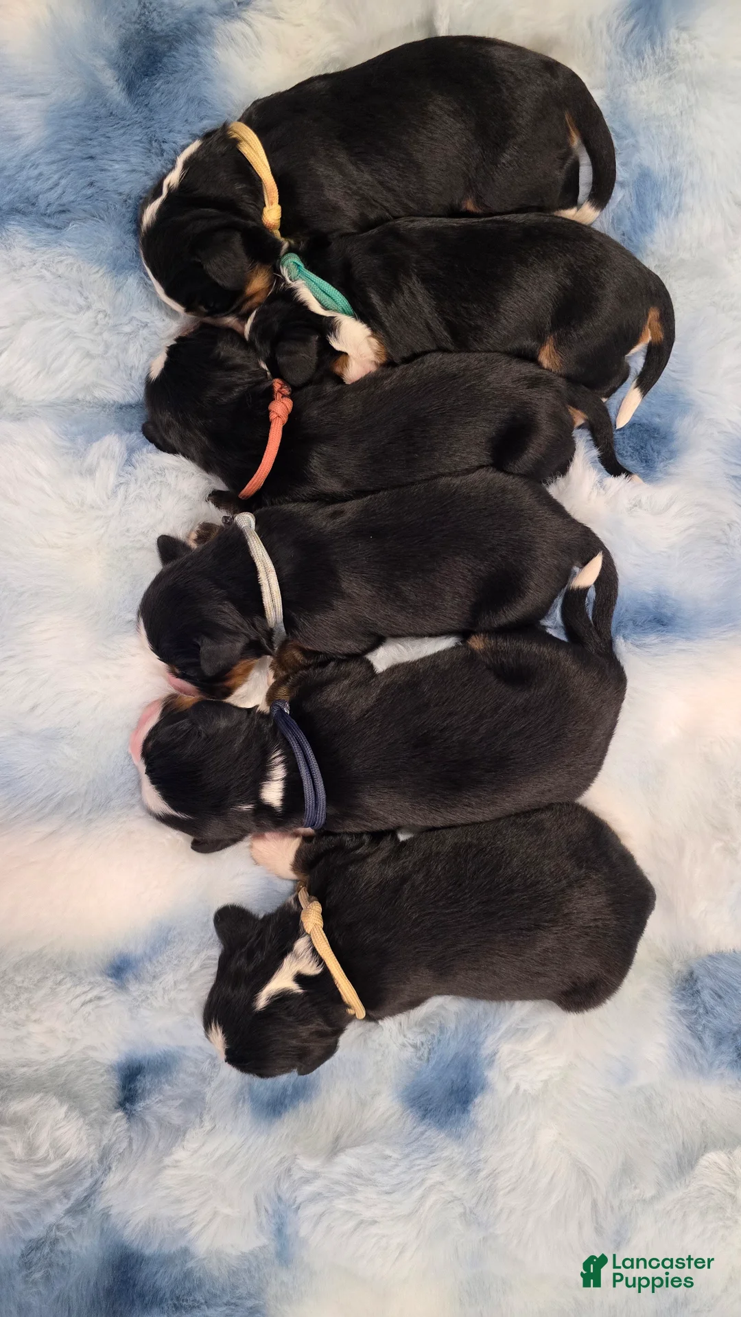 Miniature Bernese Mountain Dog dogs for sale: Paris - Ad 3