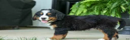 Bernese Mountain Dog dogs for sale: SCOUT - Ad 17