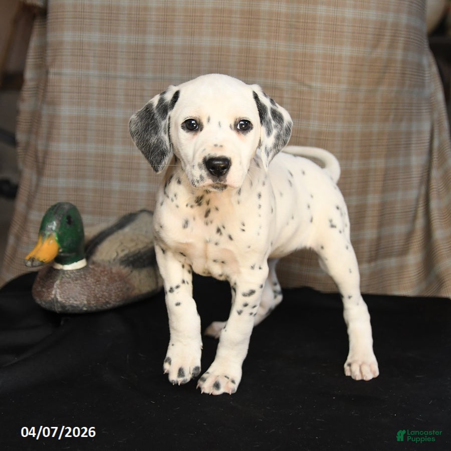 Dalmatian dogs Dixie - Ad 1