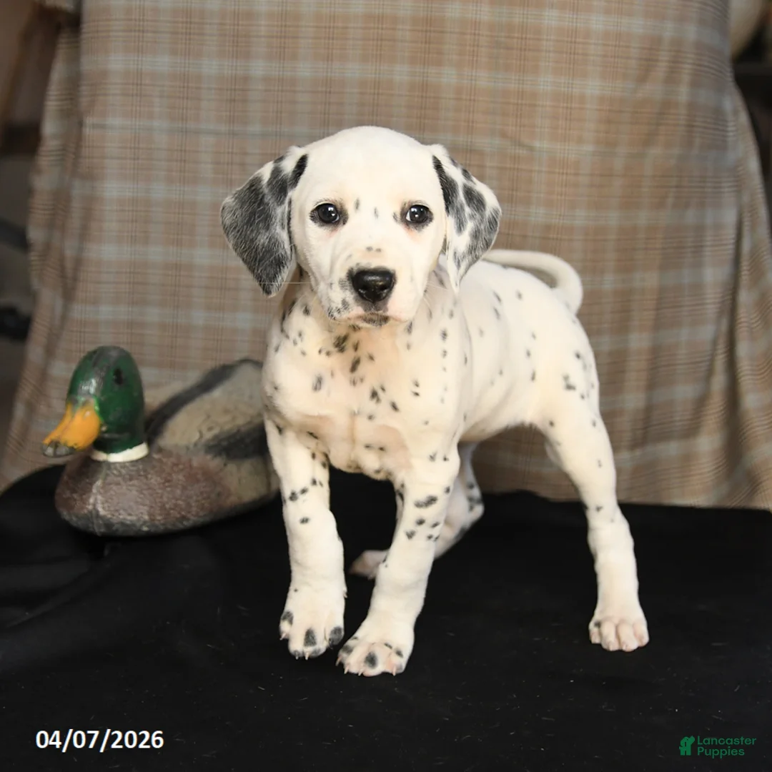 Dalmatian dogs for sale: Dixie - Ad 1