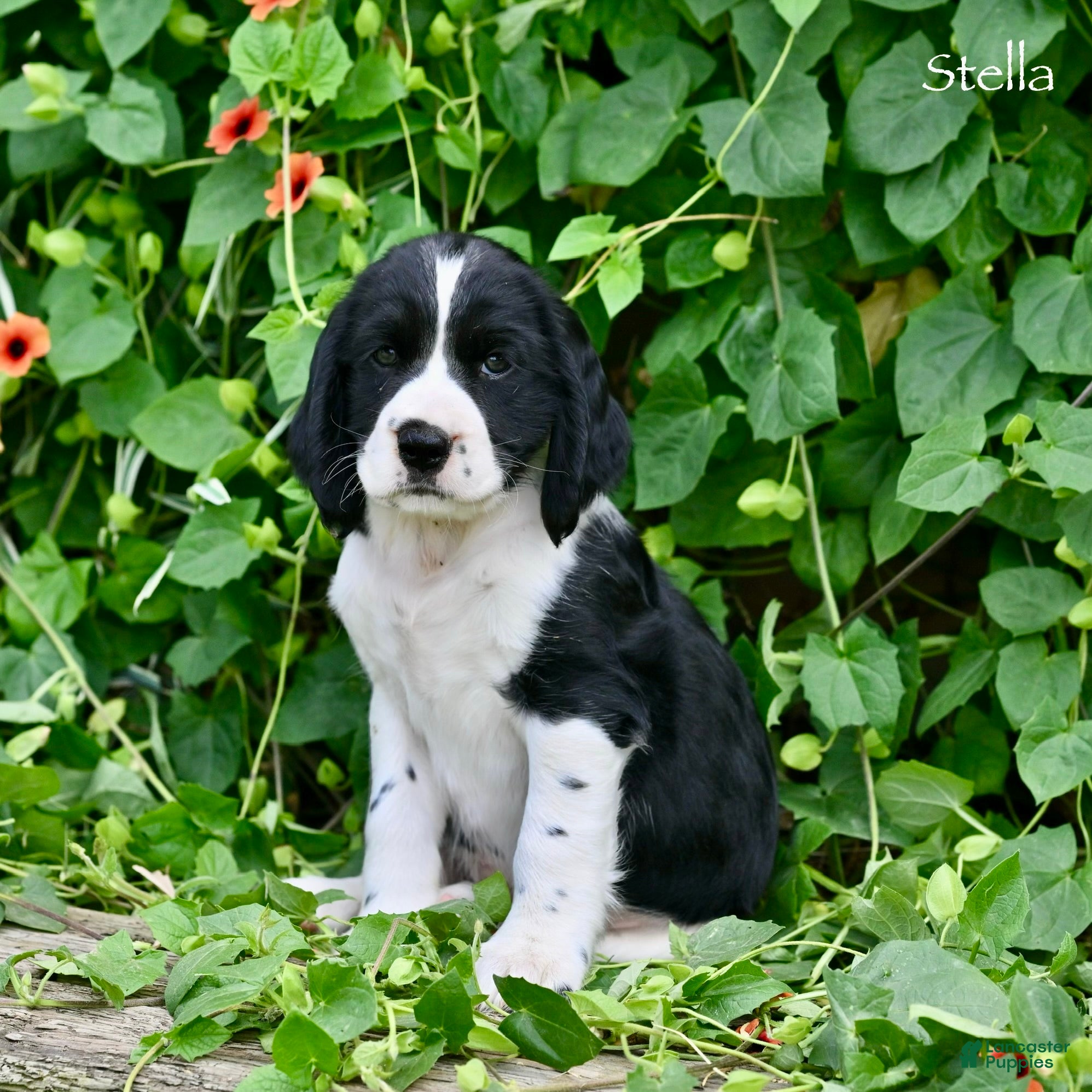 English Springer Spaniel dogs Stella  - Ad 2