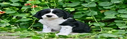 English Springer Spaniel dogs for sale: Stella  - Ad 2