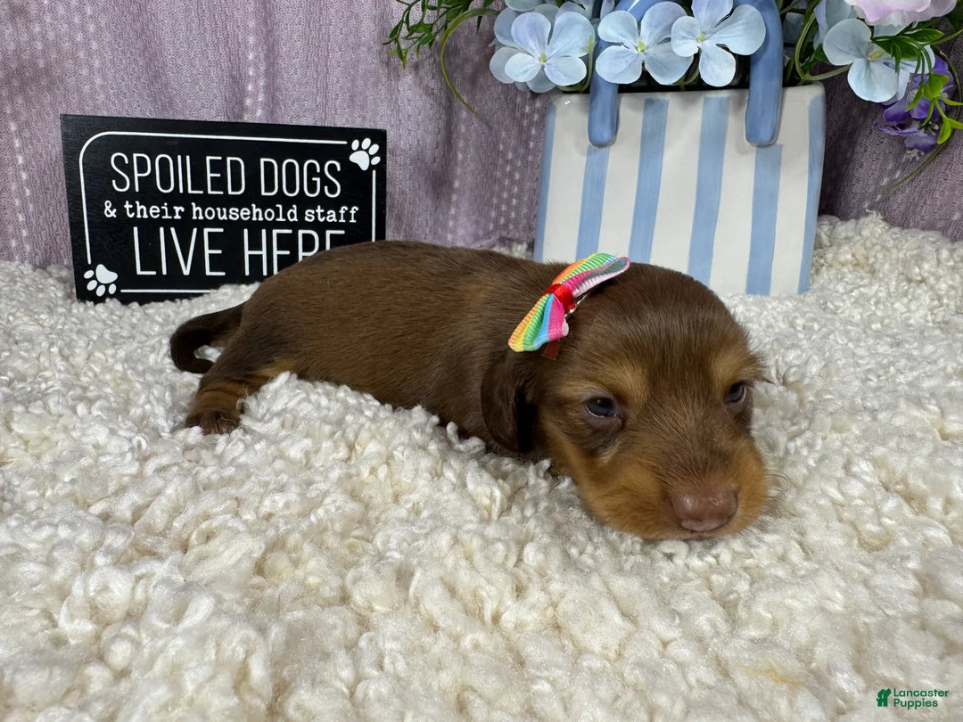 Miniature Dachshund dogs for sale: Miniature Dachshund 3 - Ad 2