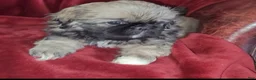 Pekingese dogs for sale: Pekingese 5 - Ad 3