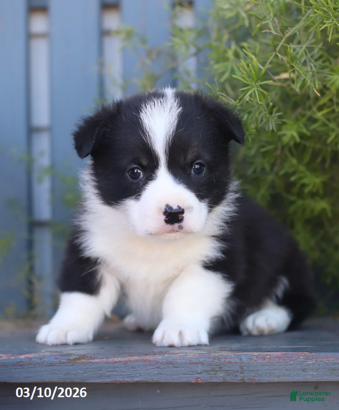 Welsh Corgi Pembroke dogs for sale: Banjo - Ad 1