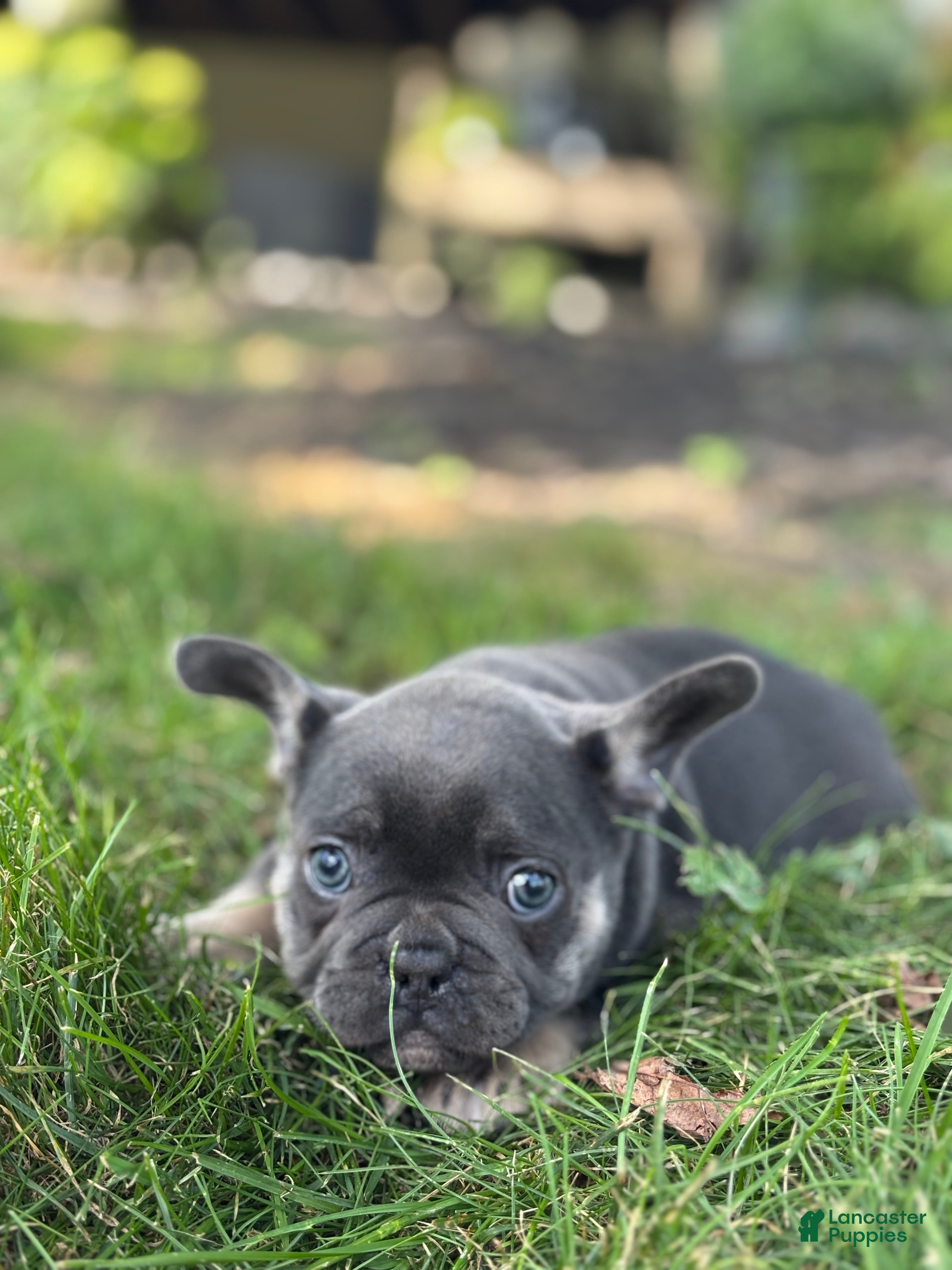 French Bulldog dogs  Kayla - Ad 2