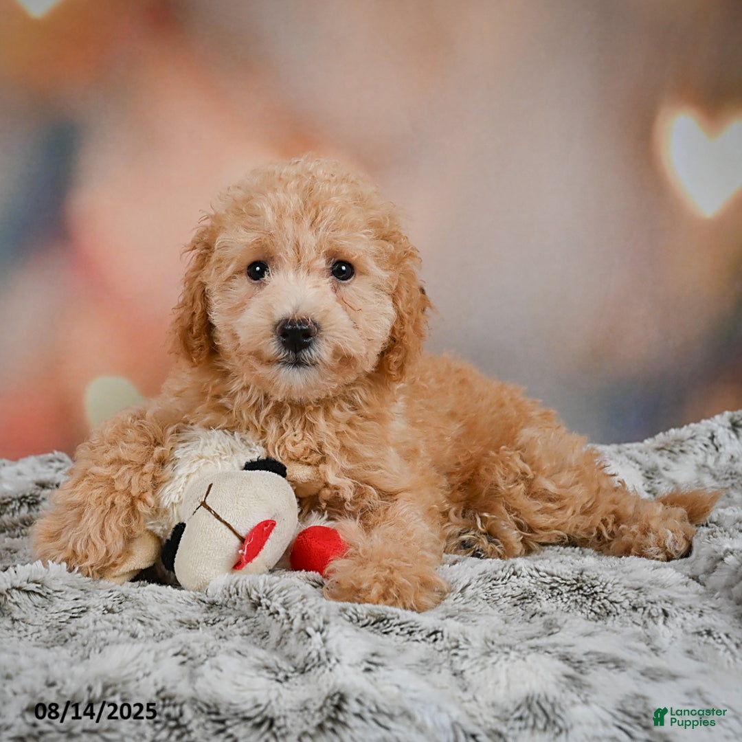 Bichpoo dogs for sale: Jessica - Ad 7