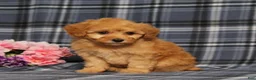 Miniature Poodle dogs for sale: AKC Queso - Ad 4
