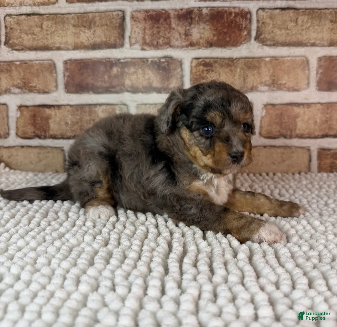 Mini Aussiedoodle dogs for sale: Tipsy - Ad 2