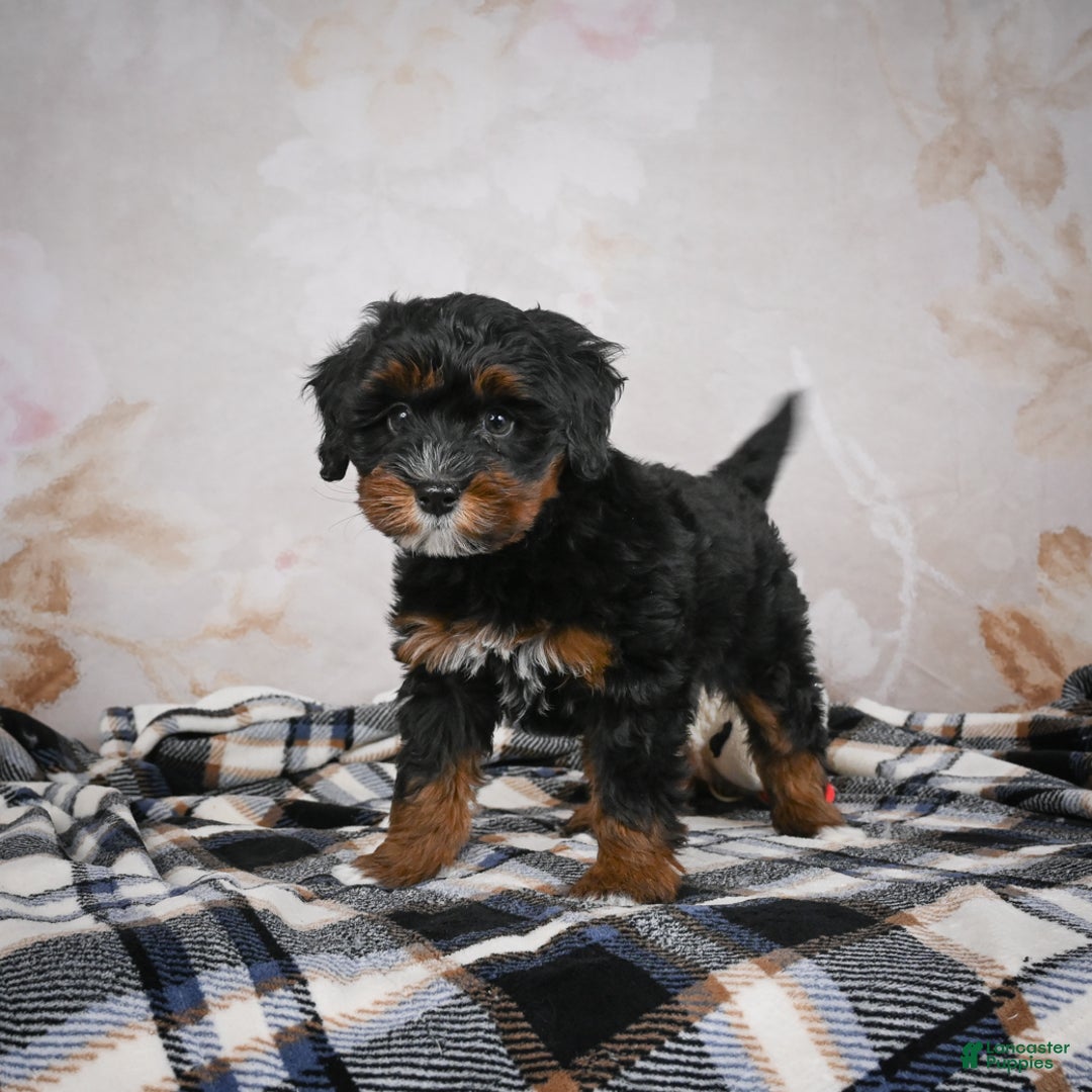 Bernedoodle dogs for sale: Kobe - Ad 15
