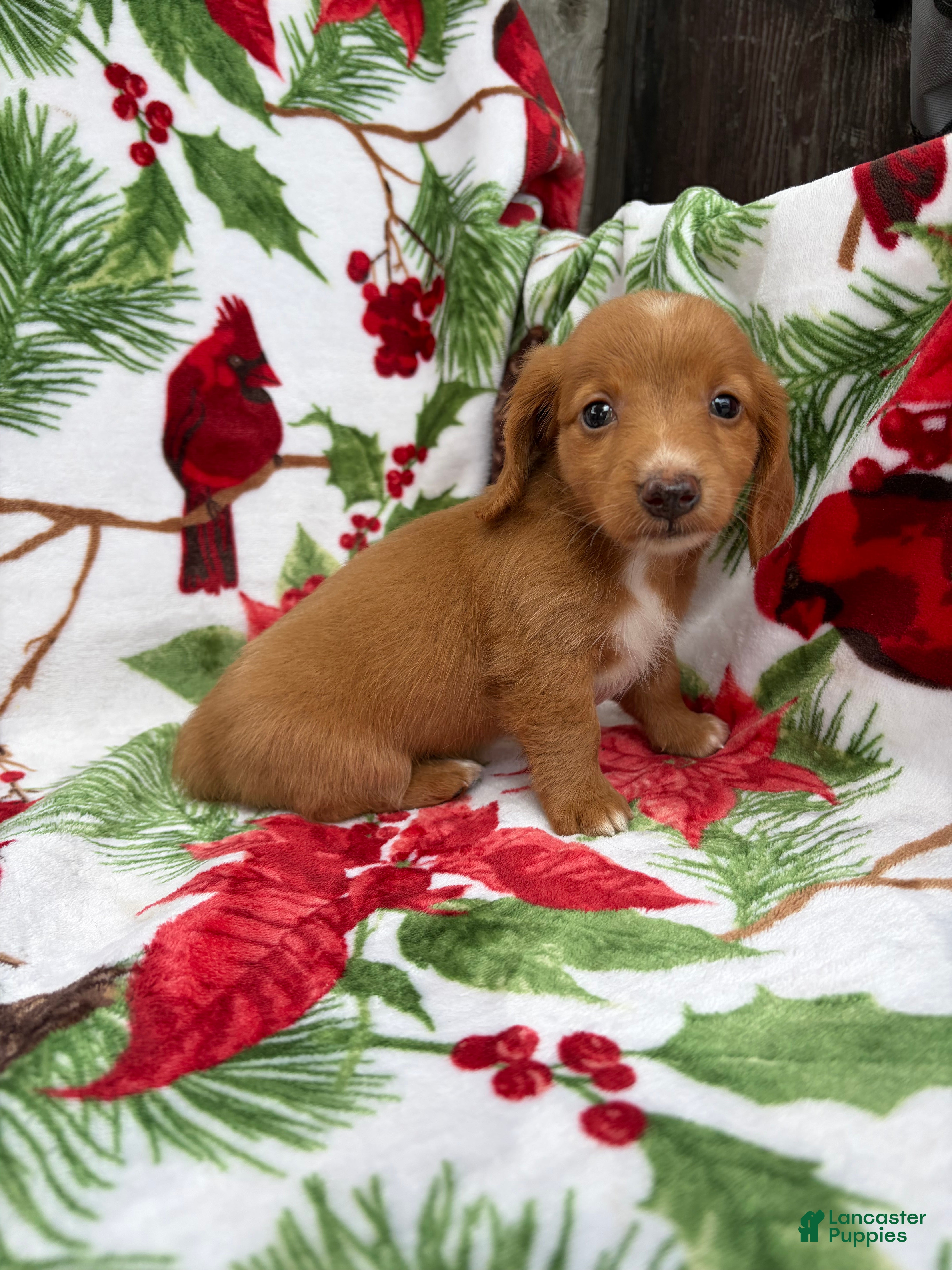 Miniature Dachshund dogs Ella - Ad 2