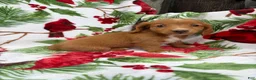 Miniature Dachshund dogs for sale: Ella - Ad 2