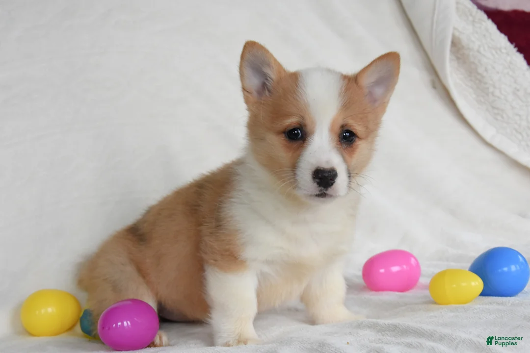 Welsh Corgi Pembroke dogs for sale: Sandy - Ad 2
