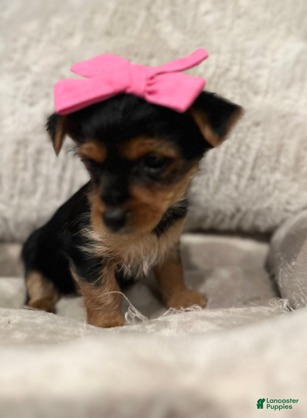 Yorkshire Terrier dogs Aria-POTTY And CRATE TRAINING NOW HOME RAISED - Ad 2