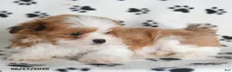 Malshi dogs for sale: Tigger - Ad 4