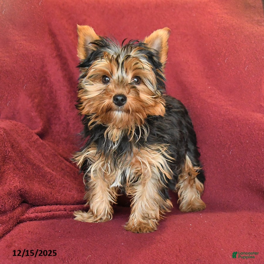 Yorkshire Terrier dogs Skipper - Ad 37