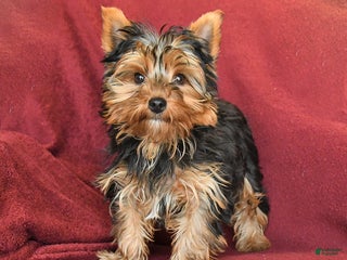 Yorkshire Terrier dogs Skipper - Ad 33