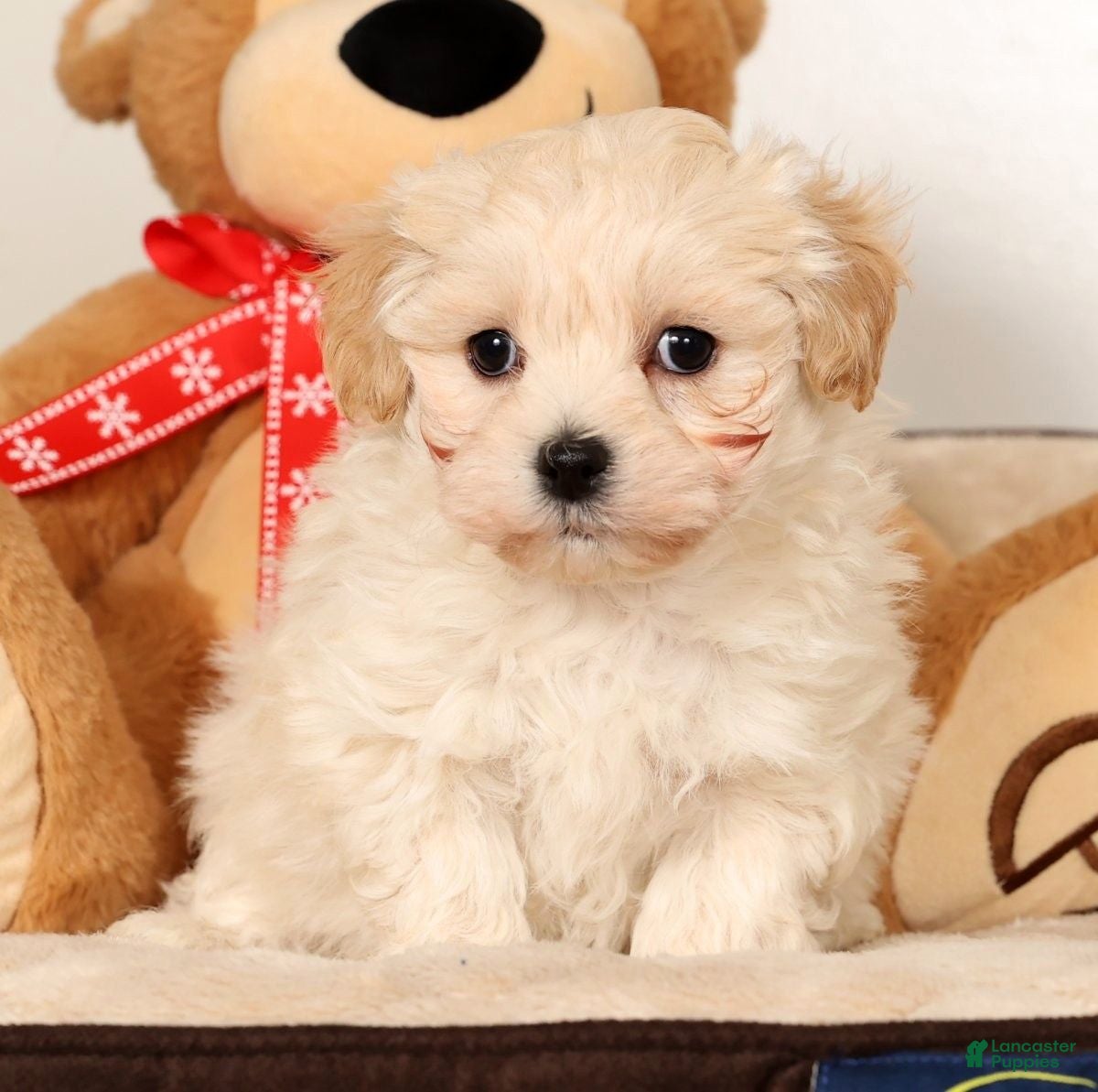 Maltipoo dogs Benny - Ad 3