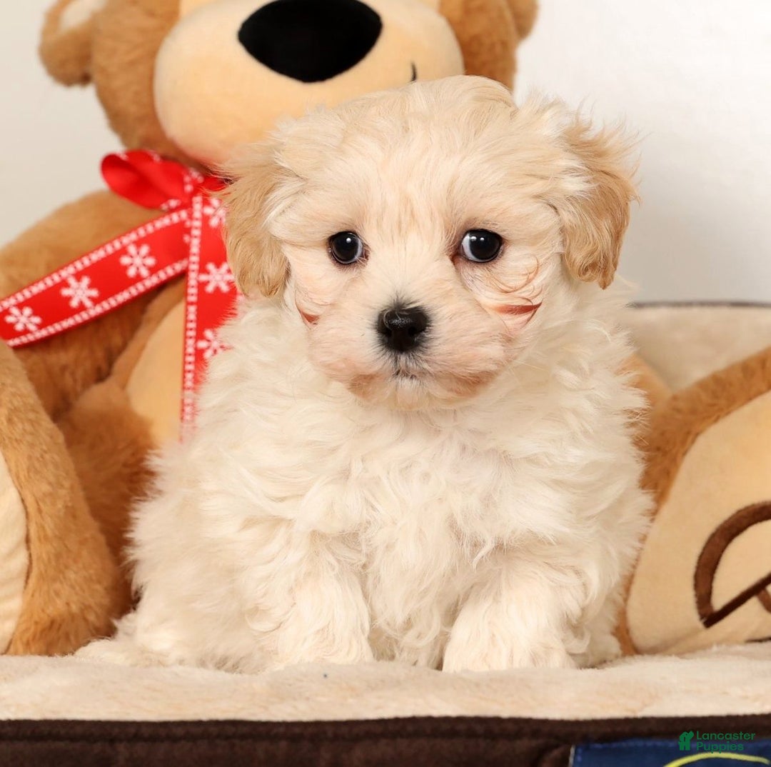 Maltipoo dogs for sale: Benny - Ad 1