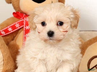 Maltipoo dogs Benny - Ad 3