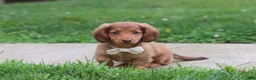 Miniature Dachshund dogs for sale: Grace - Ad 3