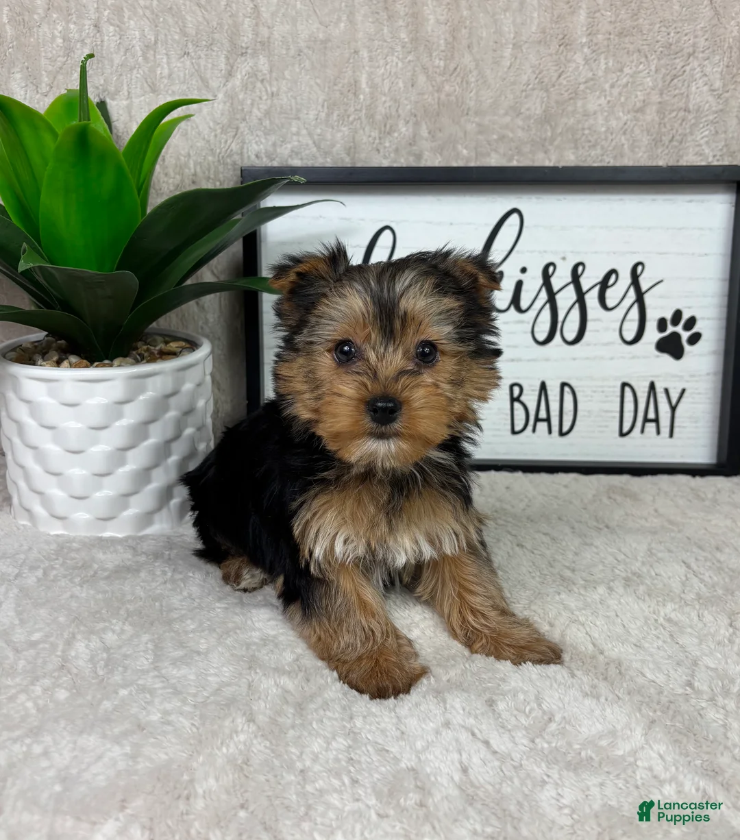 Yorkshire Terrier dogs for sale: Theo - Ad 1