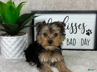 Yorkshire Terrier dogs Theo - Ad 42