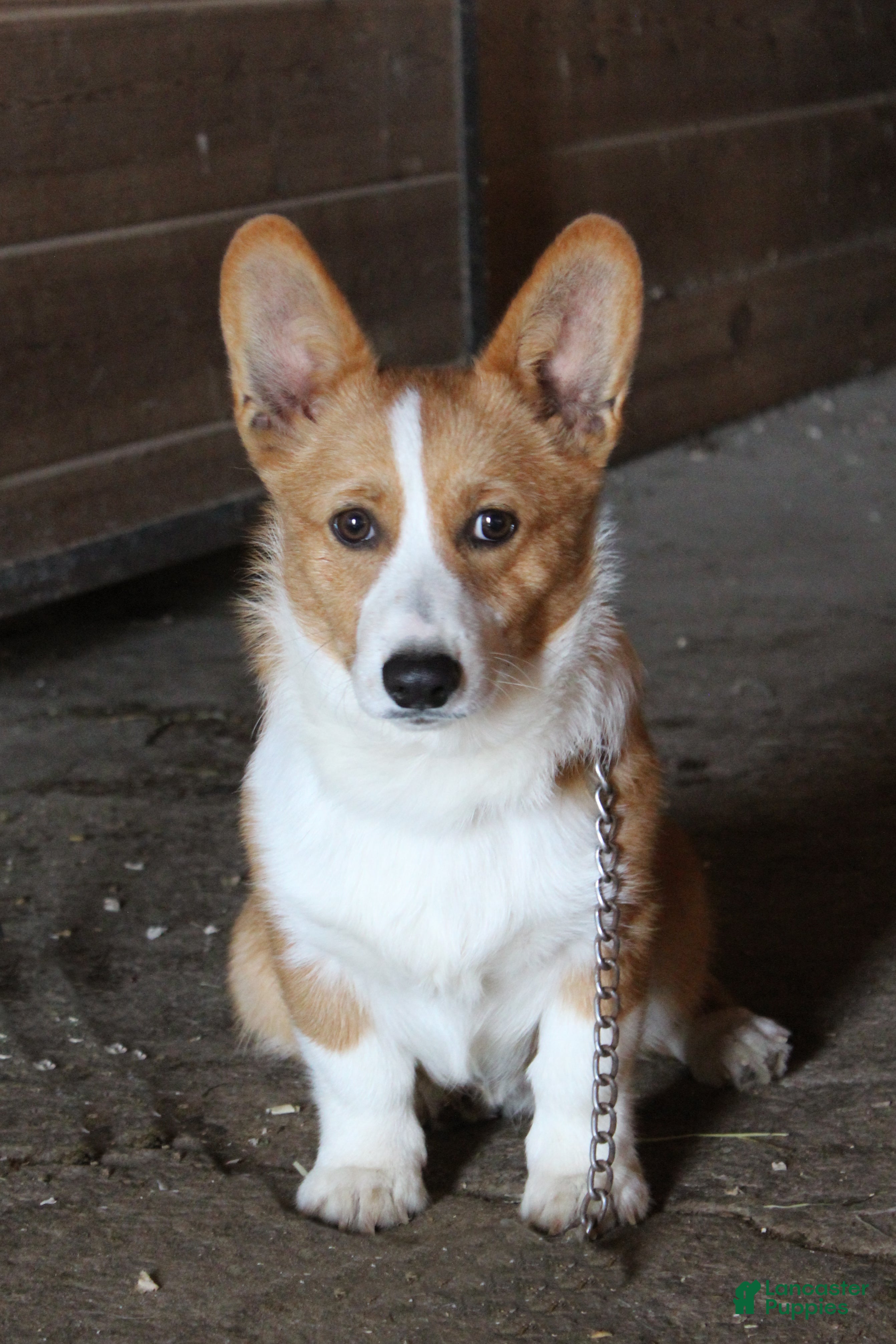 Welsh Corgi Pembroke dogs Leo - Ad 37