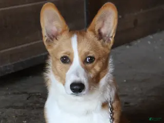 Welsh Corgi Pembroke dogs Leo - Ad 11