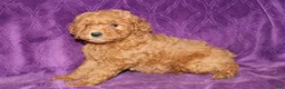 Mini Goldendoodle dogs for sale: Mini Goldendoodle Cody - Ad 9