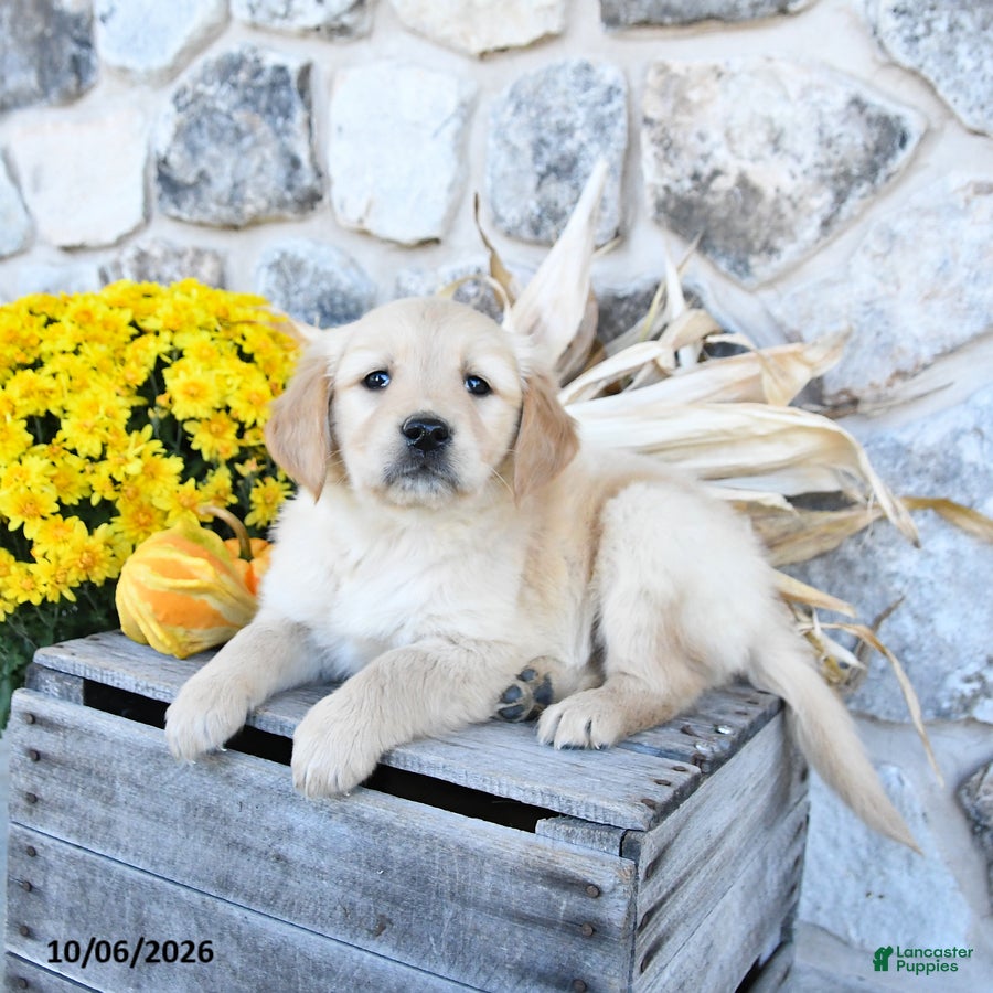 Golden Retriever dogs Darla - Ad 2