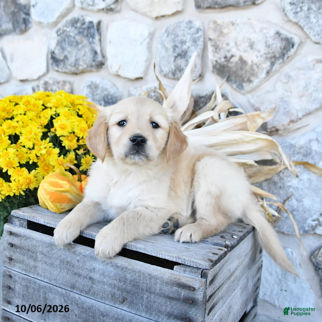 Golden Retriever dogs for sale: Darla - Ad 2