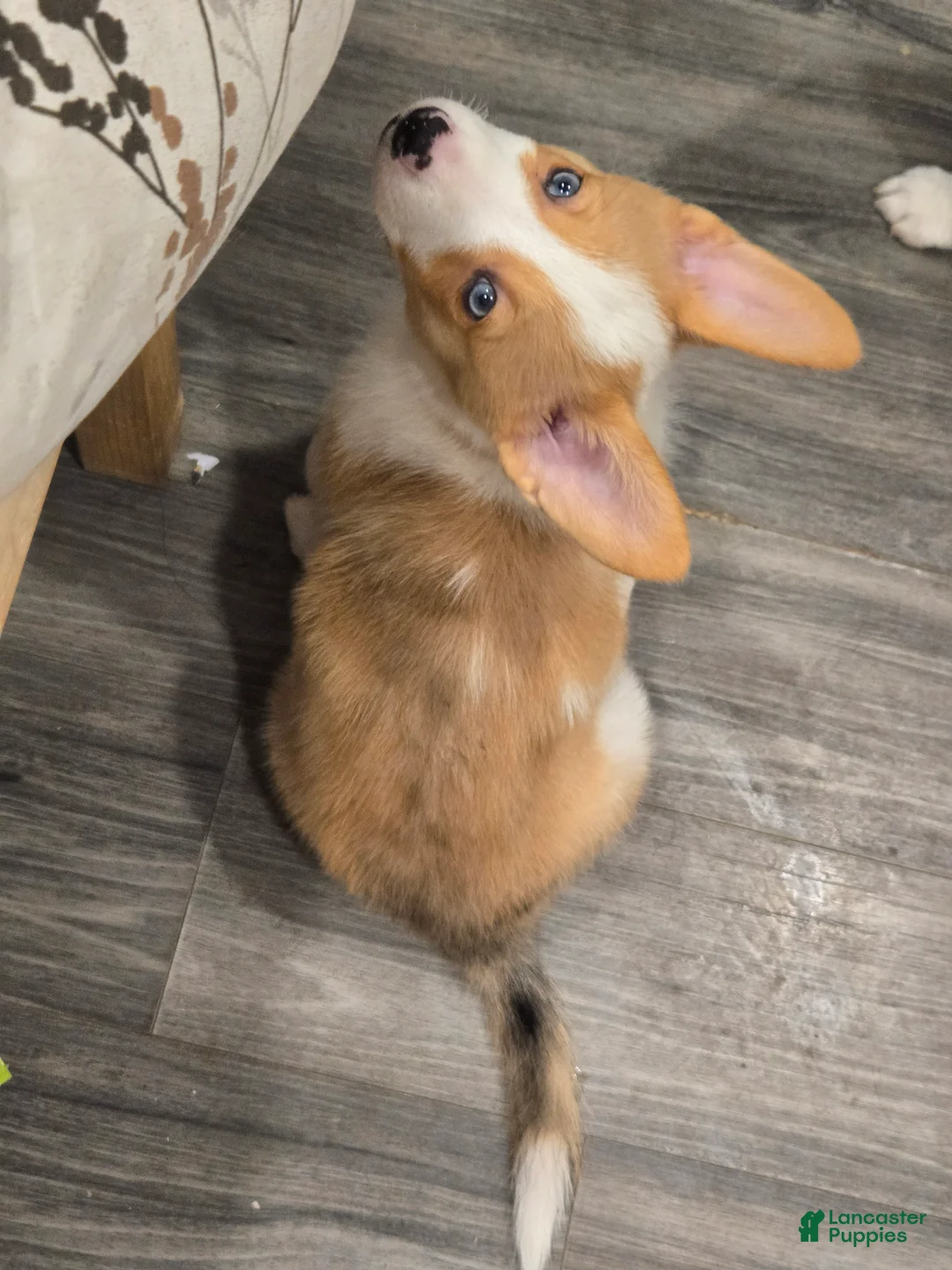 Mixed Breed dogs for sale: Mixed Breed 2 - Ad 2