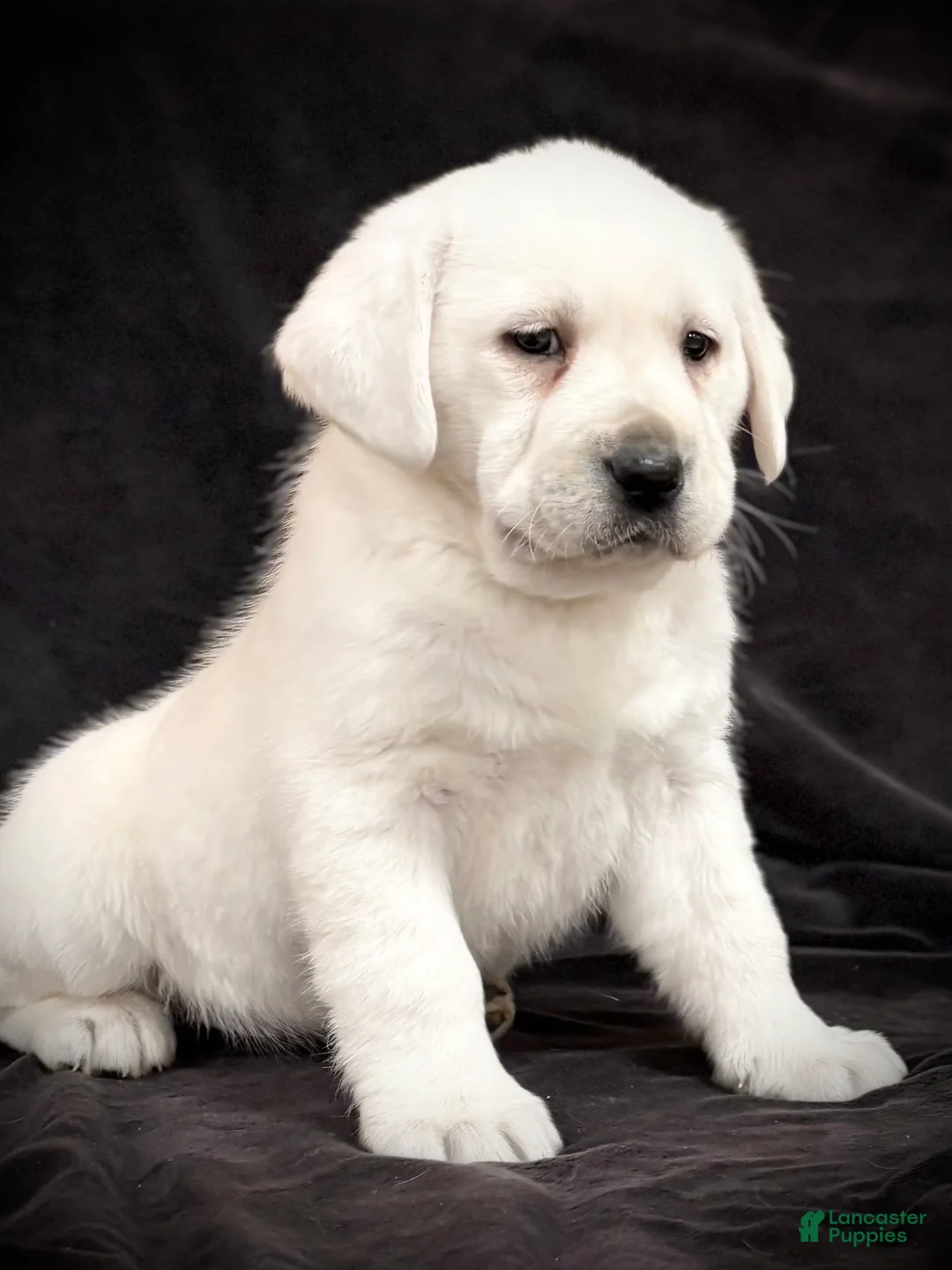 Labrador Retriever dogs for sale: Gemma  - Ad 4