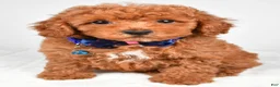 Miniature Poodle dogs for sale: Harley - Ad 6
