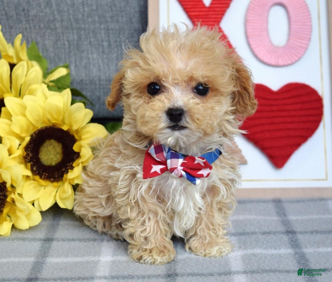 Maltipoo dogs for sale: Axel - Ad 15