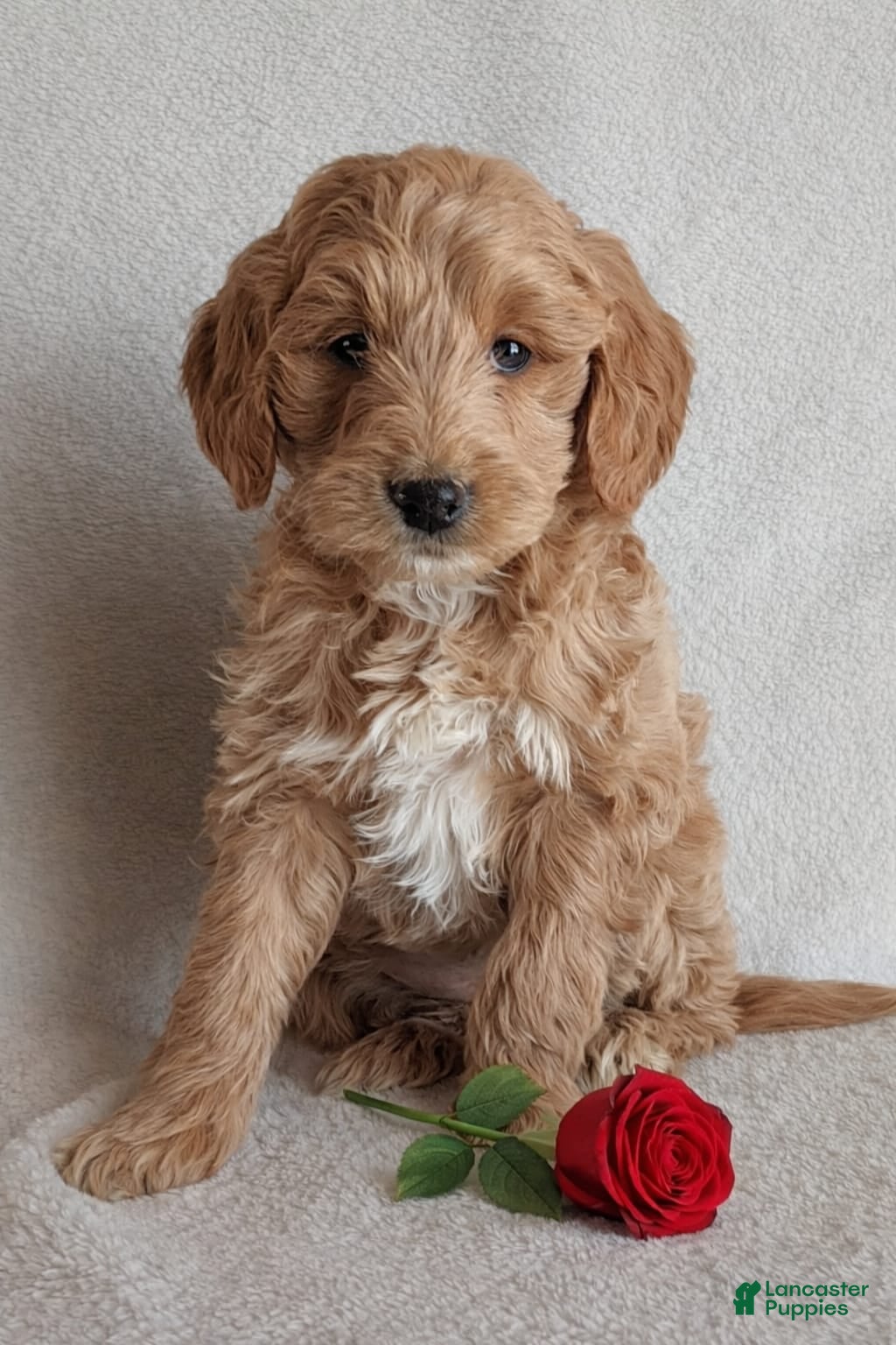 Mini Goldendoodle dogs Diva F1B - Ad 34